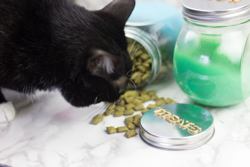 cat treats - diy jar - black cat
