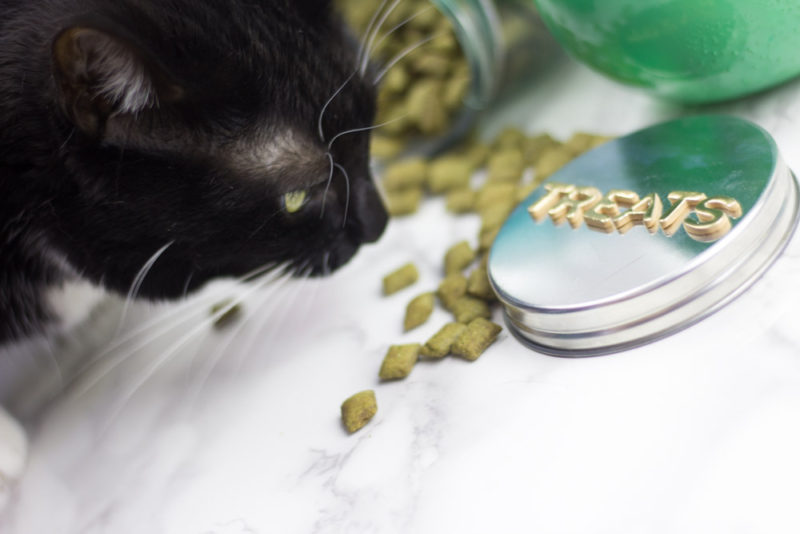 cat treats - diy jar - black cat