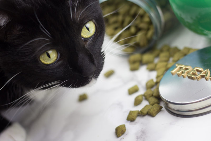 DIY cat treats jar - diy jar - black cat