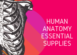Human Anatomy Essentials